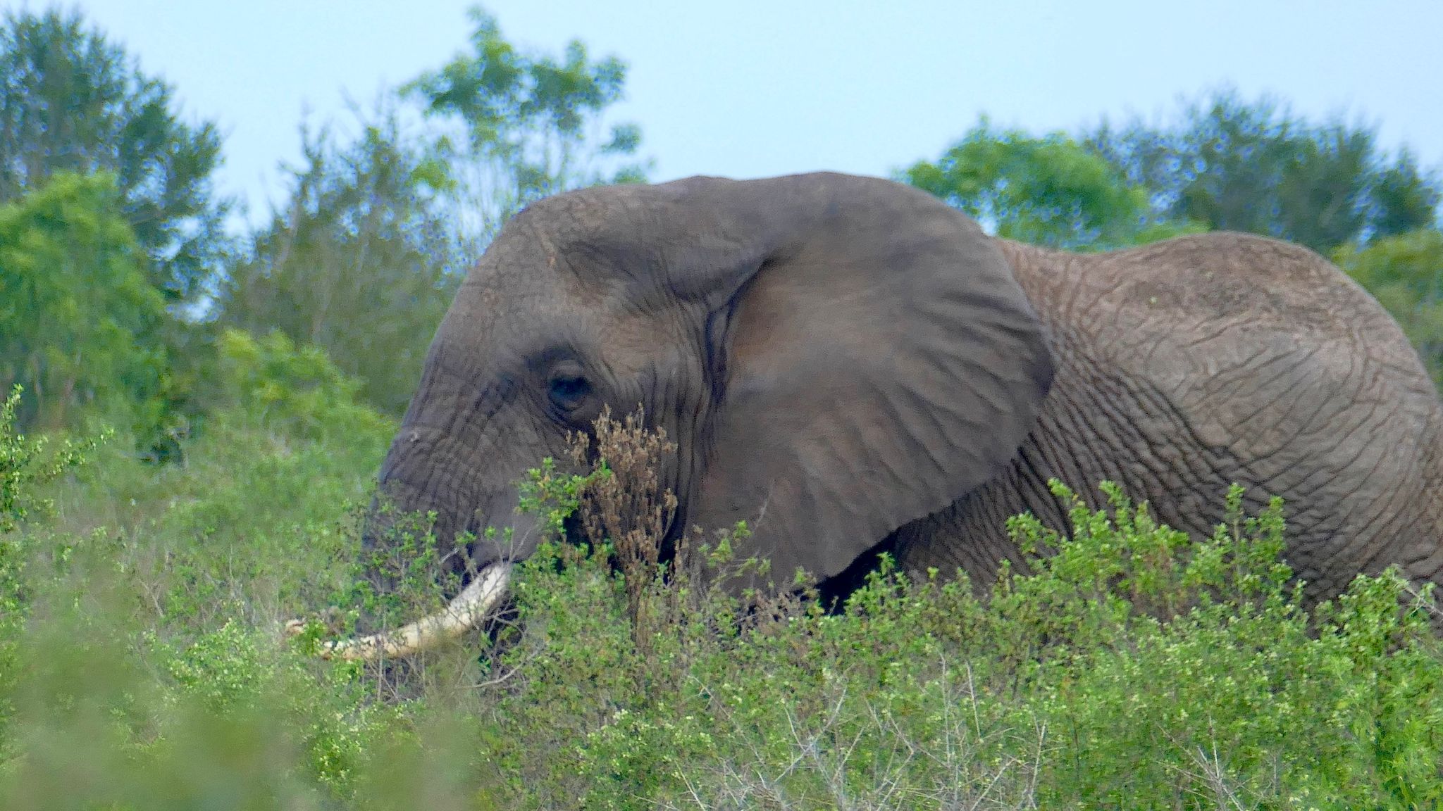 Tour: Full-Day Kruger National Park Safari9