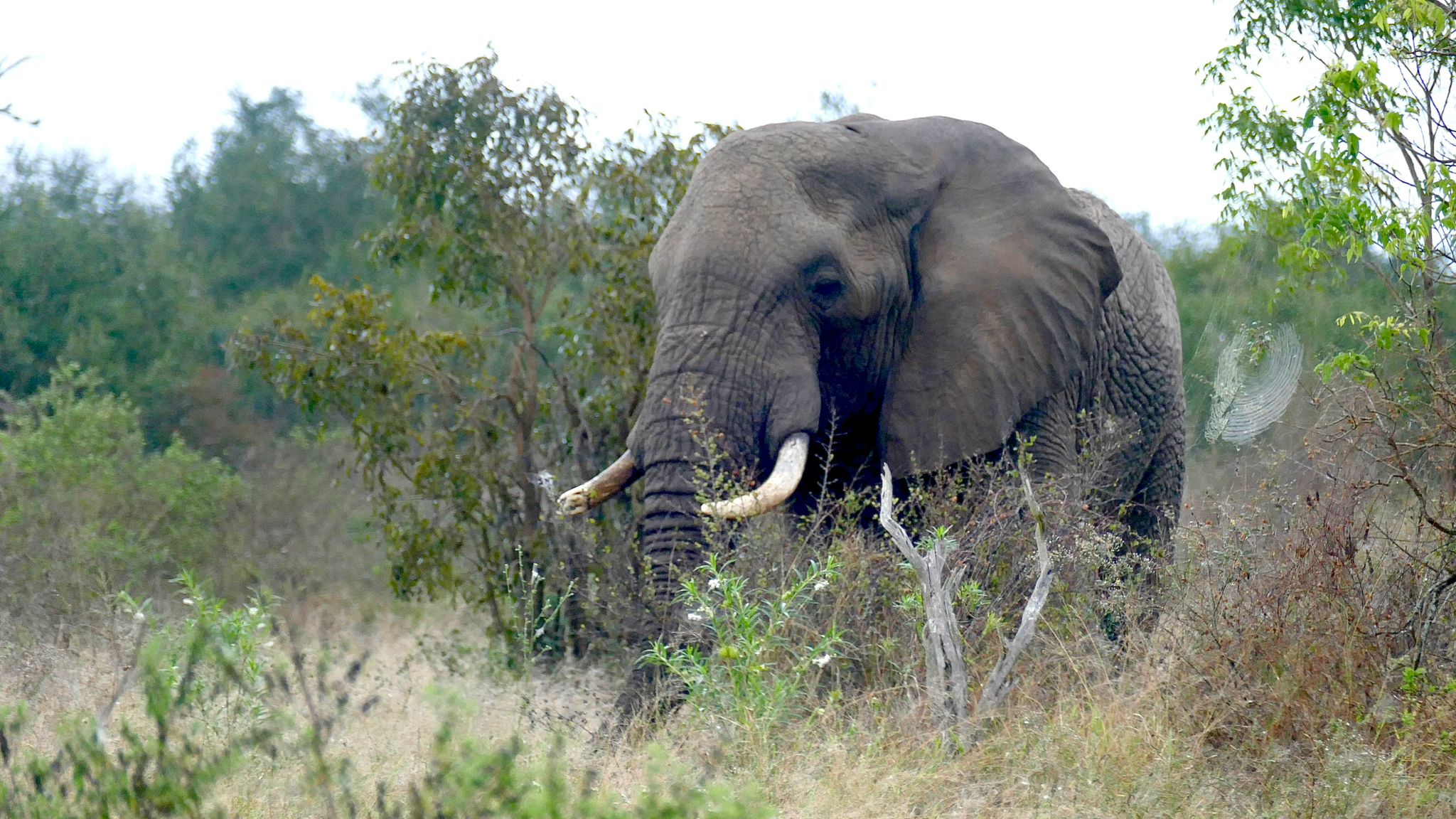 Tour: Full-Day Kruger National Park Safari18