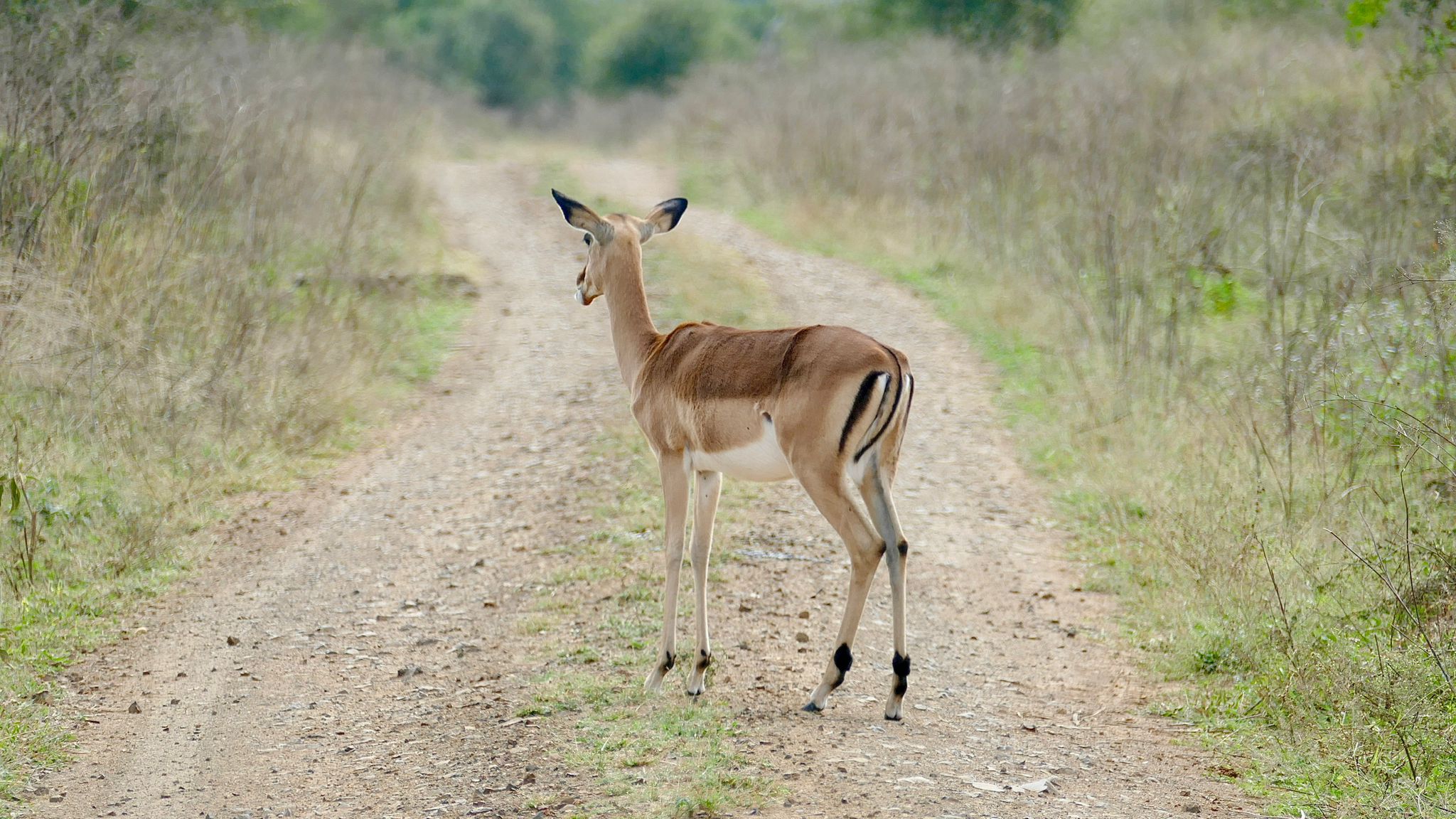 Tour: Full-Day Kruger National Park Safari19