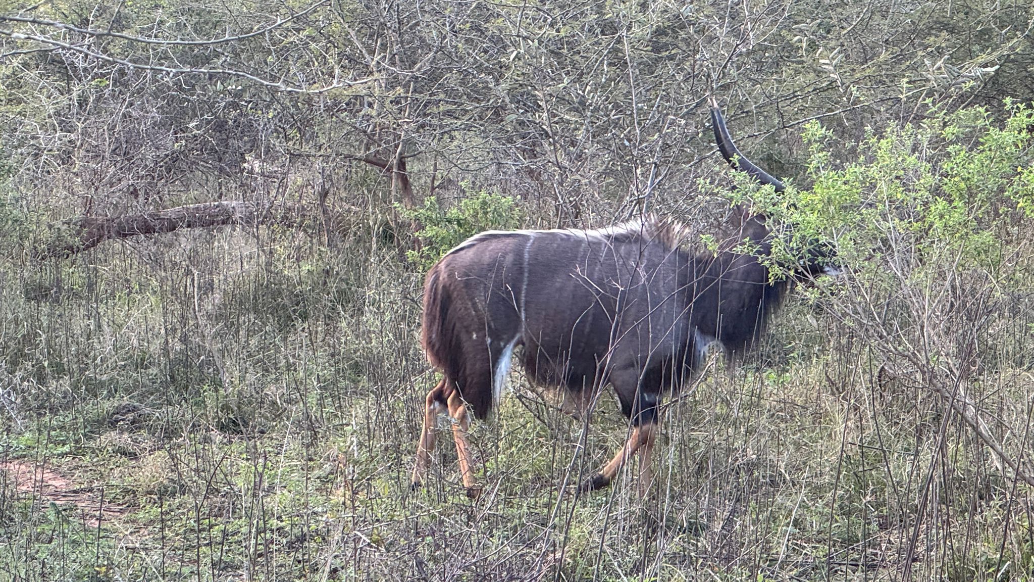 Tour: Full-Day Kruger National Park Safari20