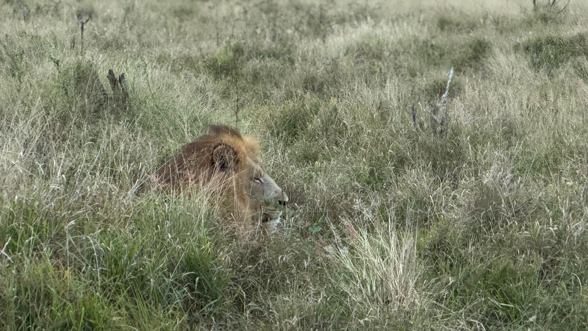 Tour: Full-Day Kruger National Park Safari21