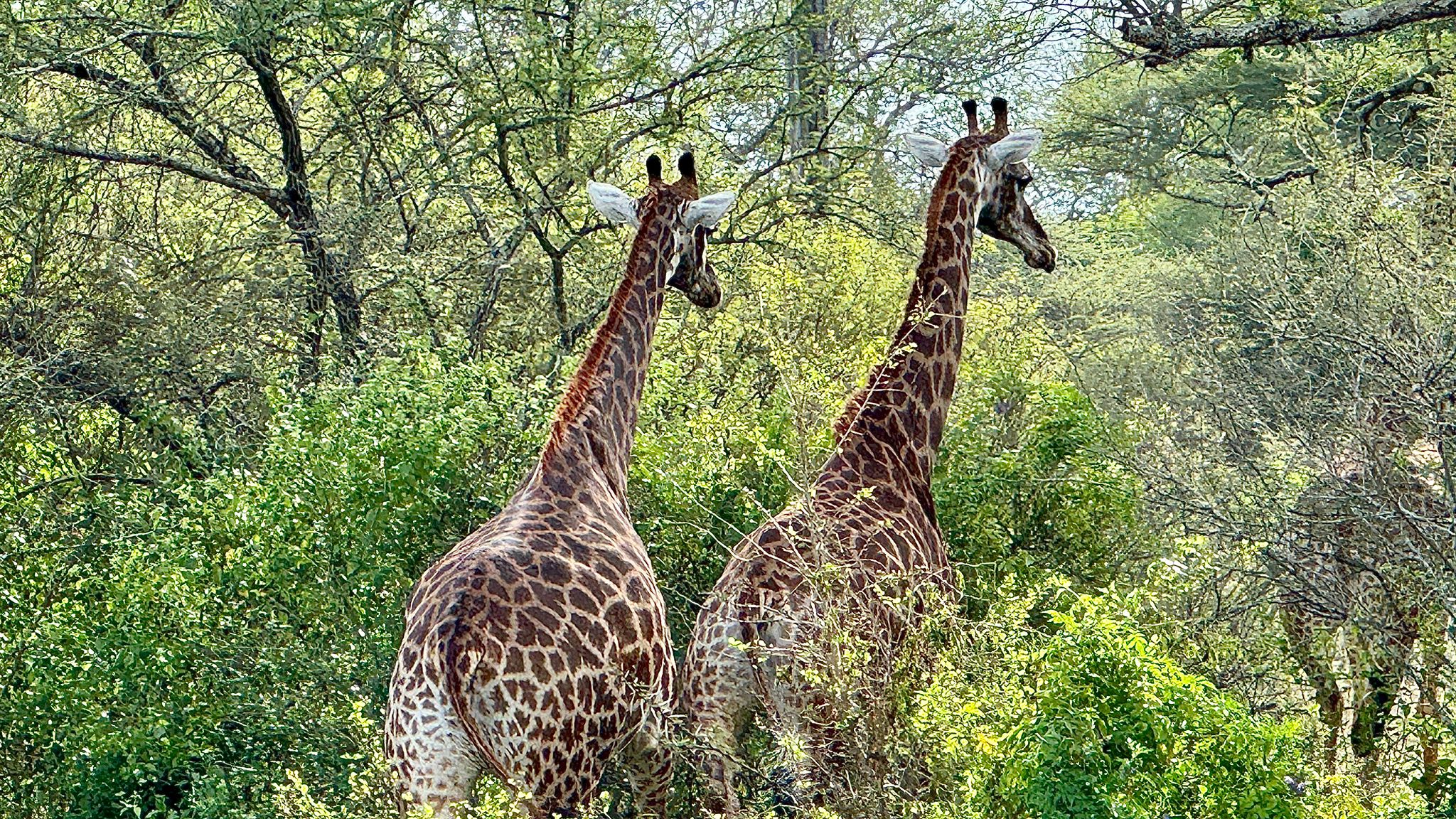 Tour: Full-Day Kruger National Park Safari22