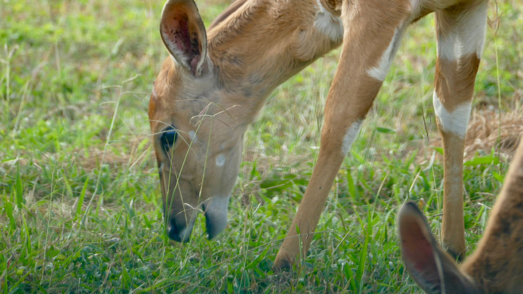 Tour: Full-Day Kruger National Park Safari10