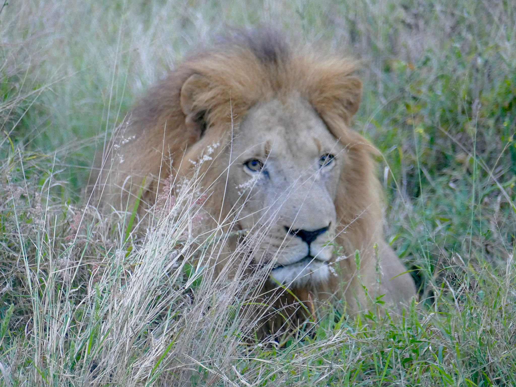Tour: Full-Day Kruger National Park Safari11