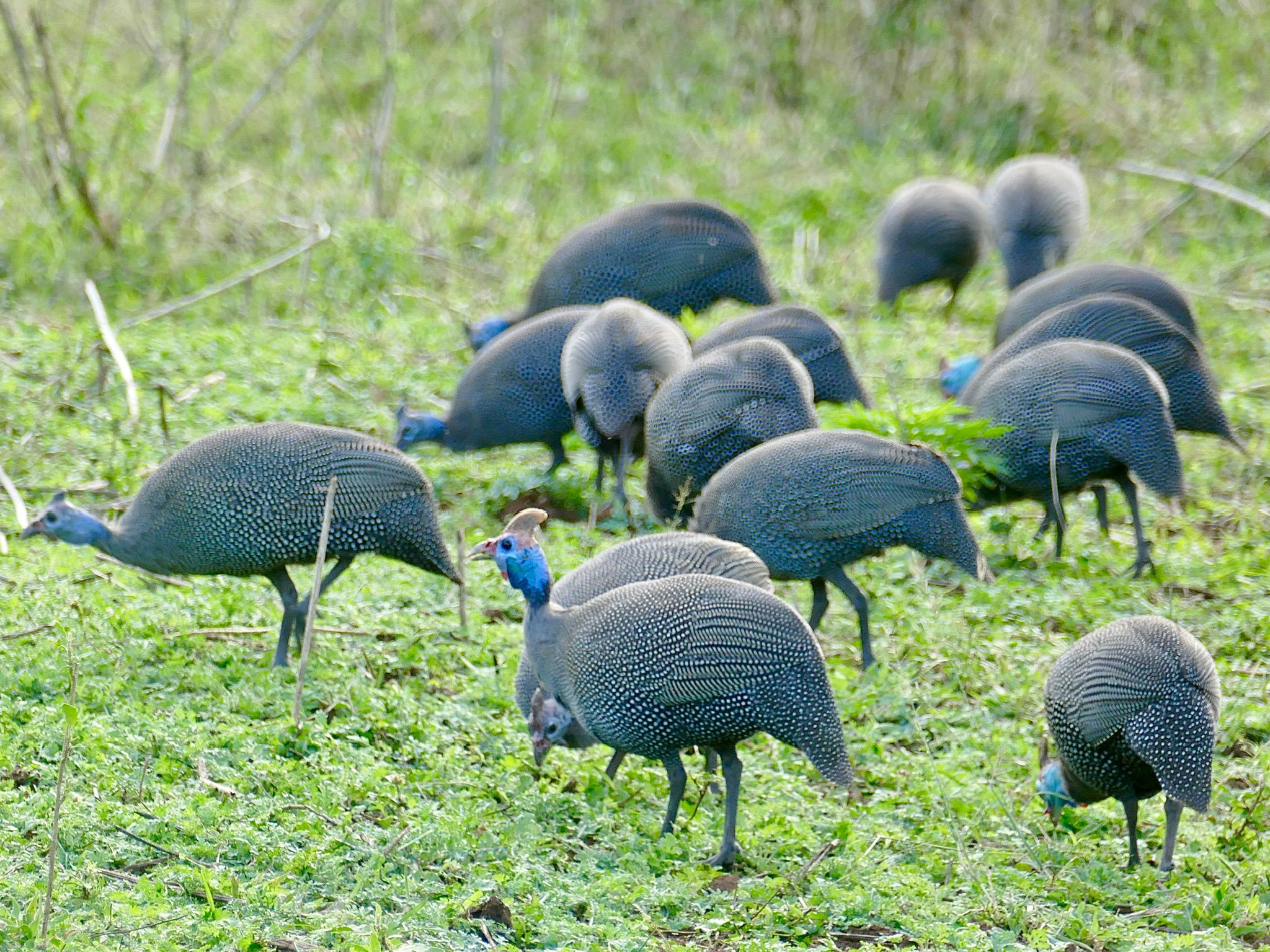 Tour: Full-Day Kruger National Park Safari12