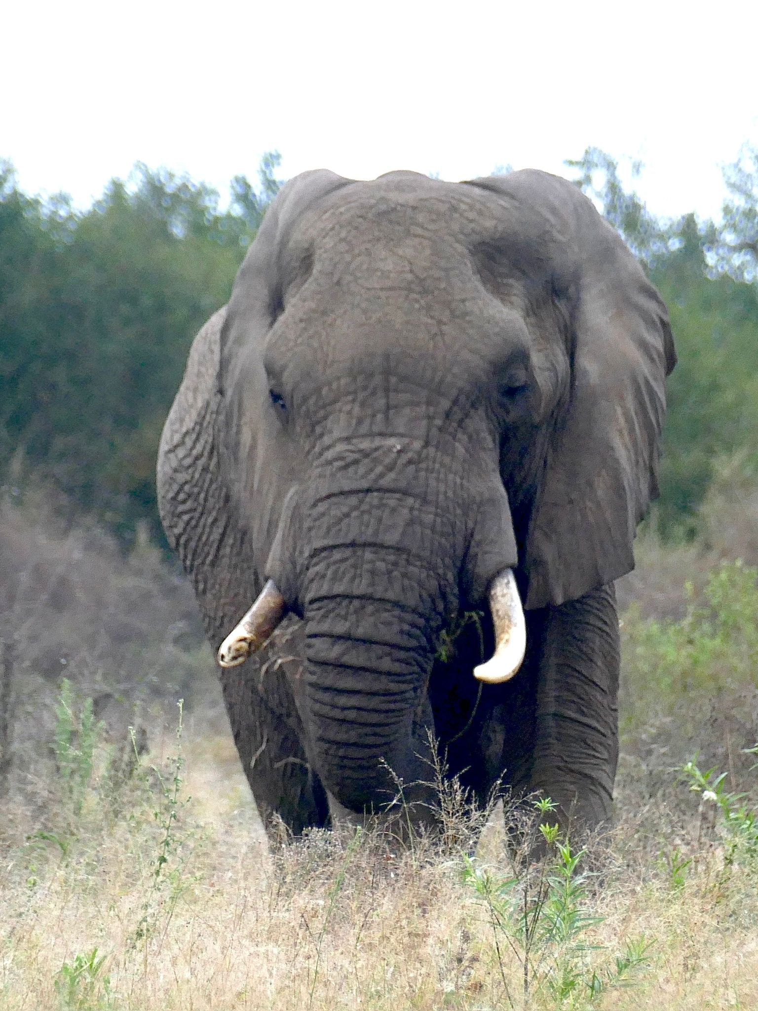 Tour: Full-Day Kruger National Park Safari13