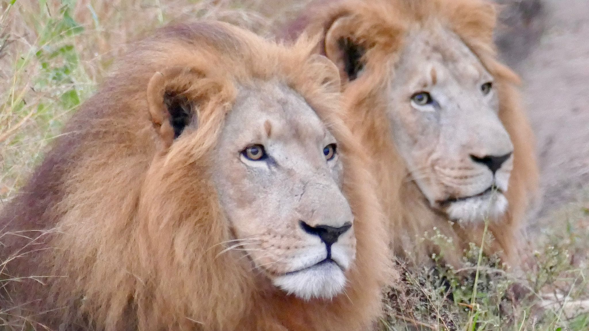 Tour: Full-Day Kruger National Park Safari14