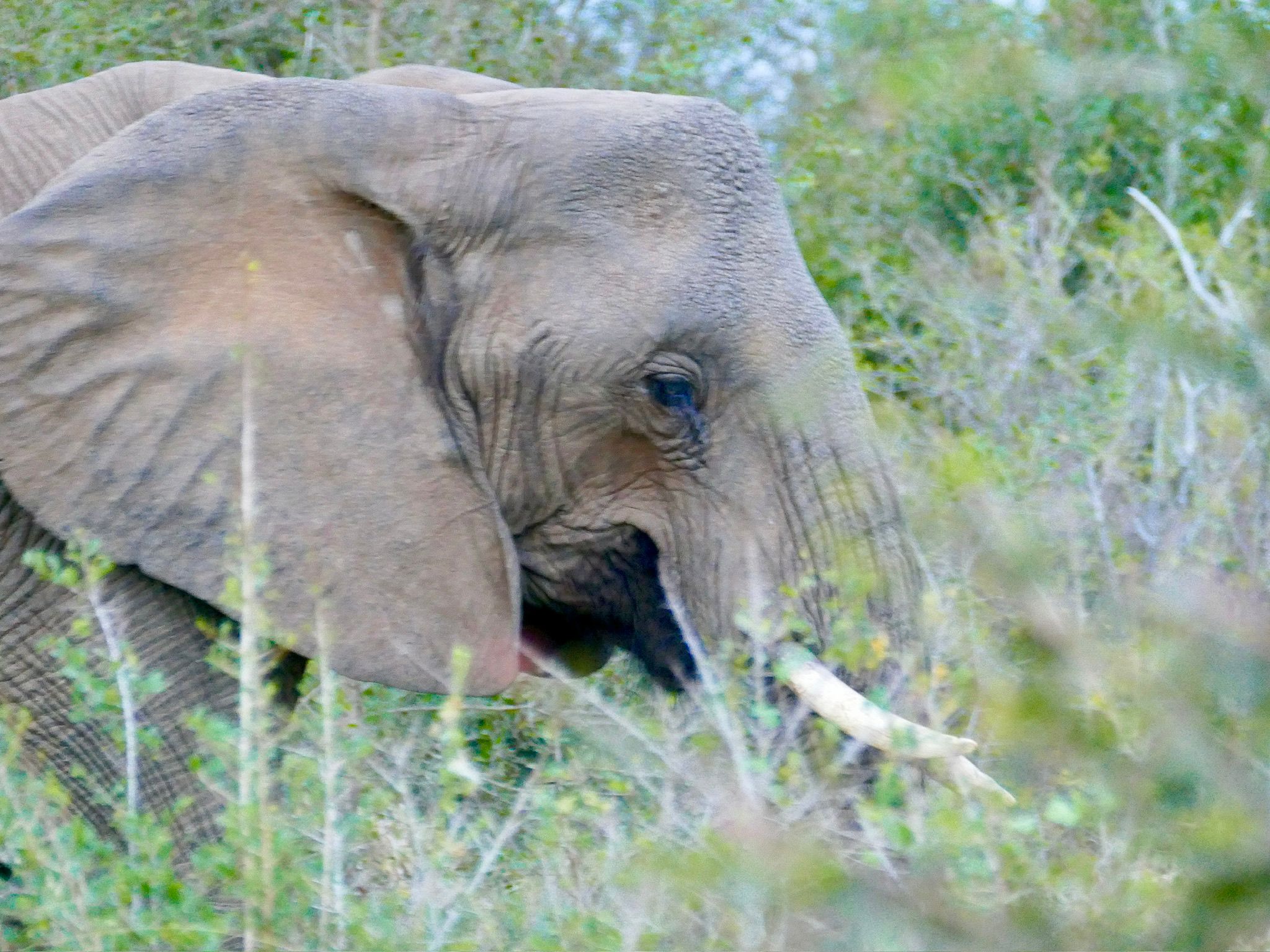 Tour: Full-Day Kruger National Park Safari15