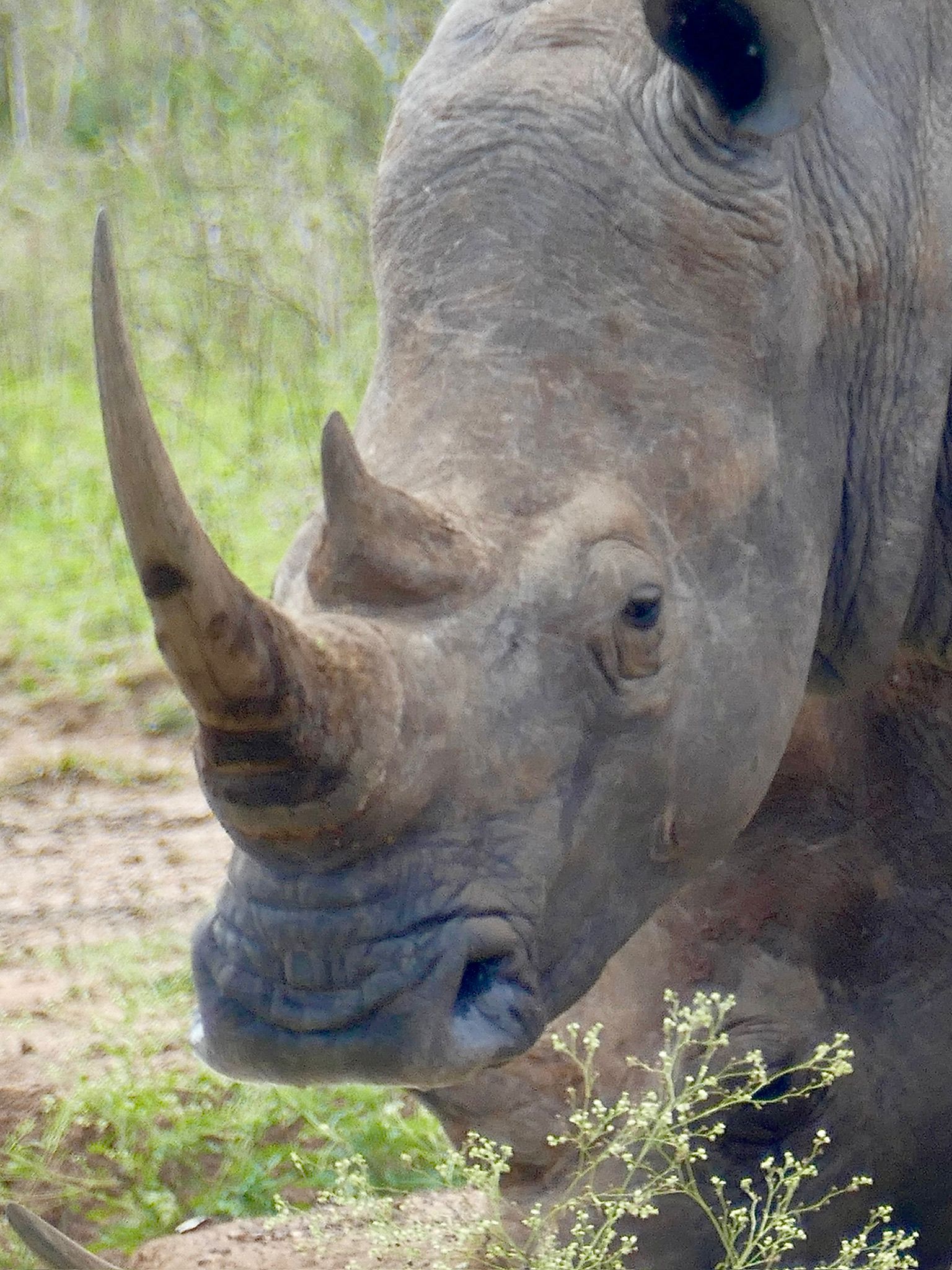 Tour: Full-Day Kruger National Park Safari16