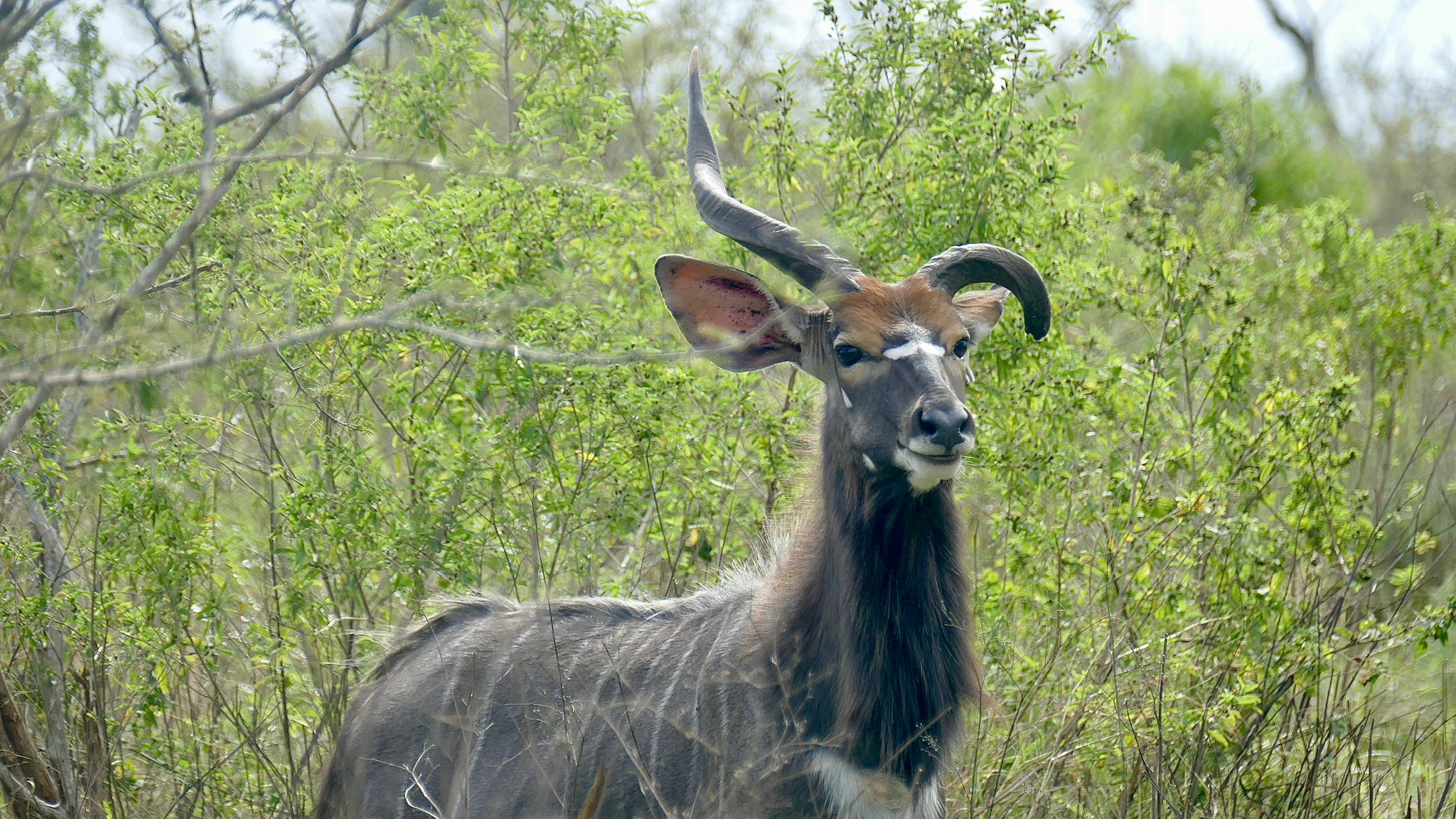 Tour: Full-Day Kruger National Park Safari17