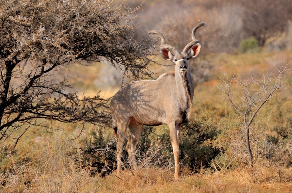 Tour: Full-Day Kruger National Park Safari6