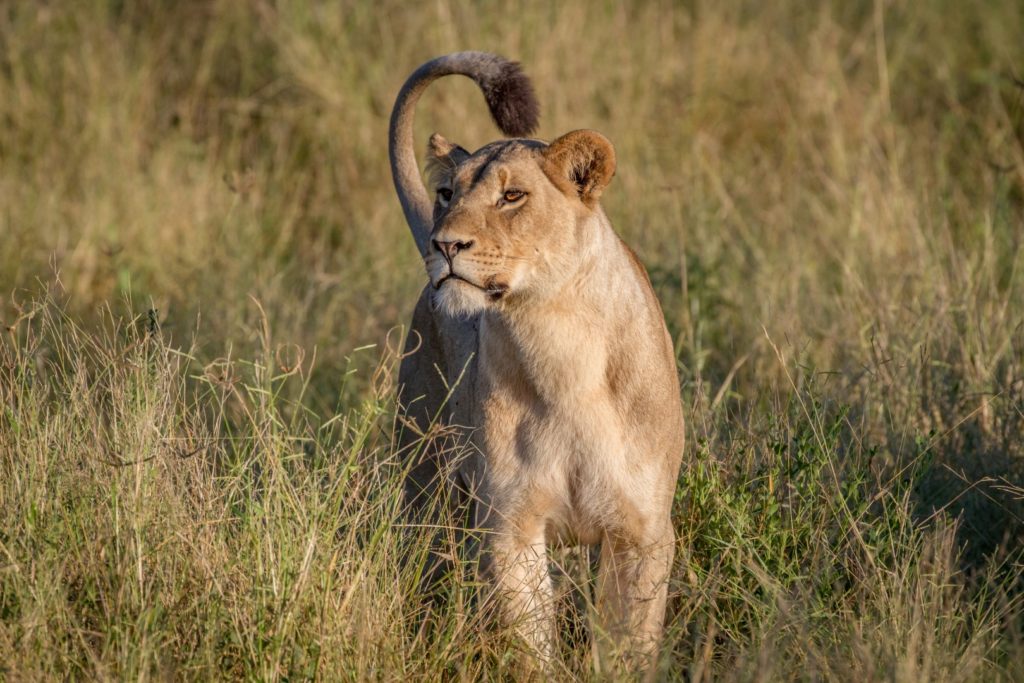 Tour: Full-Day Kruger National Park Safari7