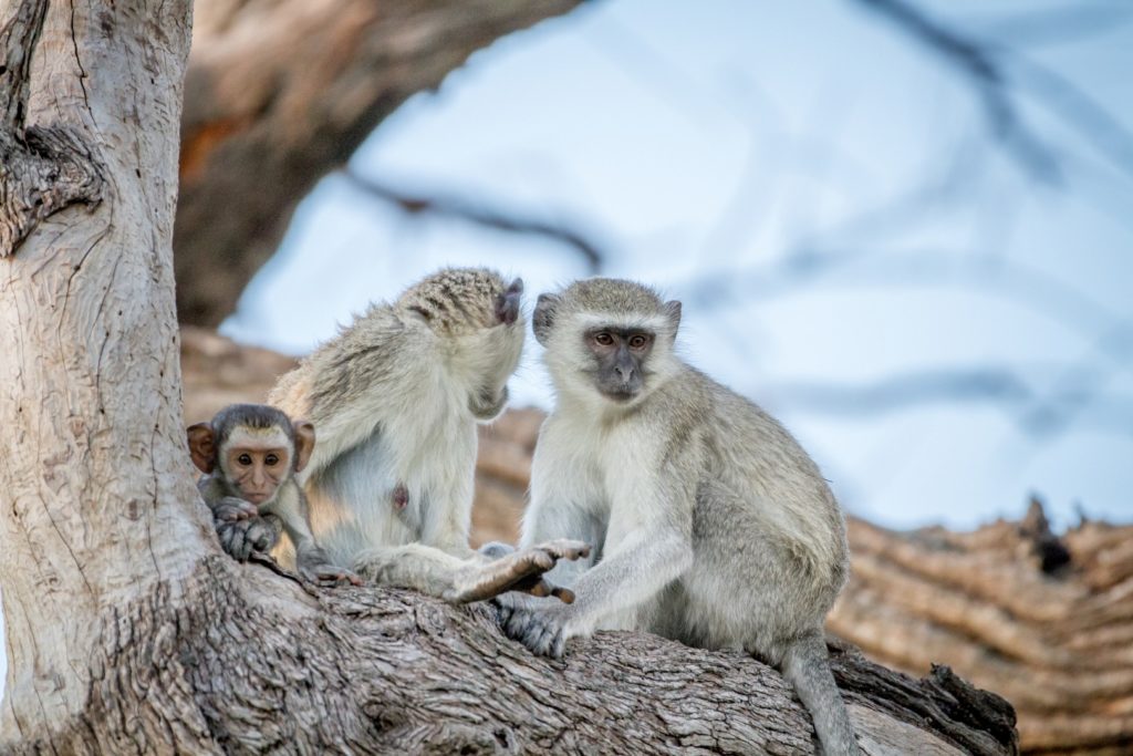 Tour: Full-Day Kruger National Park Safari8
