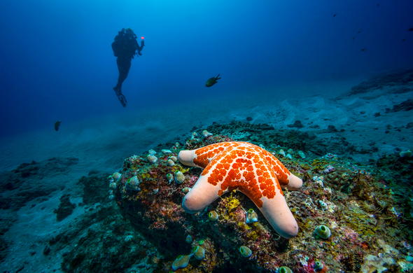 Scuba diving